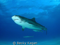 Respect. This large 14 foot female Tiger shark cruised by... by Becky Kagan 